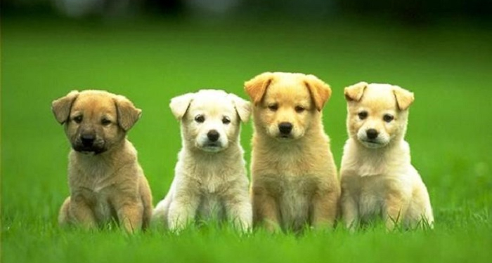 Gereja Katolik di Flores Berperan Penting Atasi Rabies