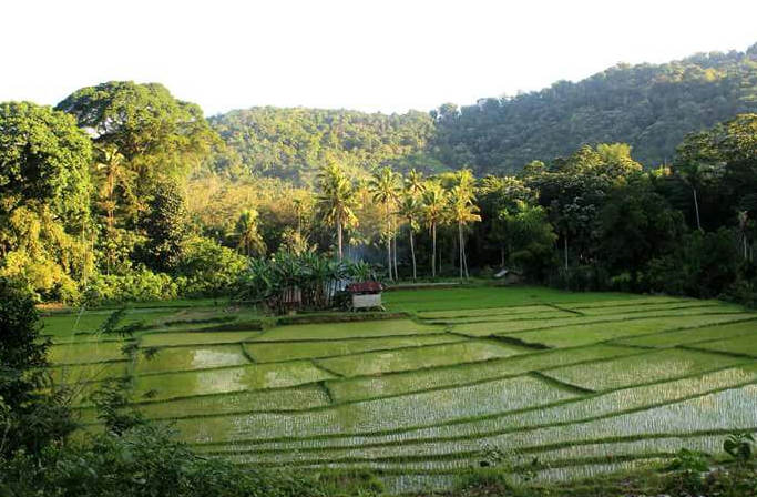 Paroki di Flores Fasilitasi Pelatihan untuk Petani