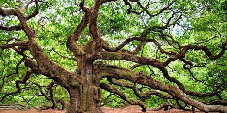 Hari Pohon Sedunia, Paroki di Flores Gelar Ekaristi Ekologis dan Konservasi Hutan Lindung