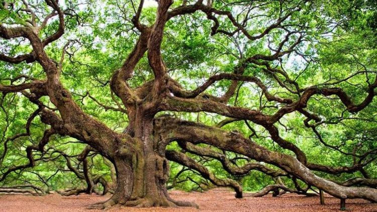 Hari Pohon Sedunia, Paroki di Flores Gelar Ekaristi Ekologis dan Konservasi Hutan Lindung